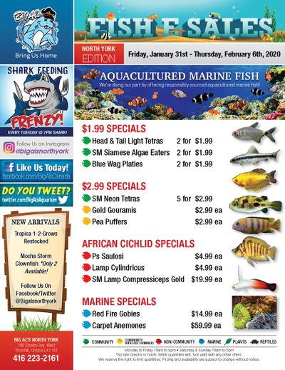 Big Al's (North York) Weekly Specials January 31 to February 6