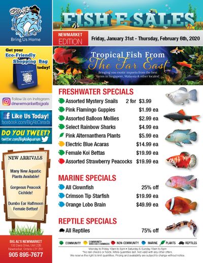 Big Al's (Newmarket) Weekly Specials January 31 to February 6