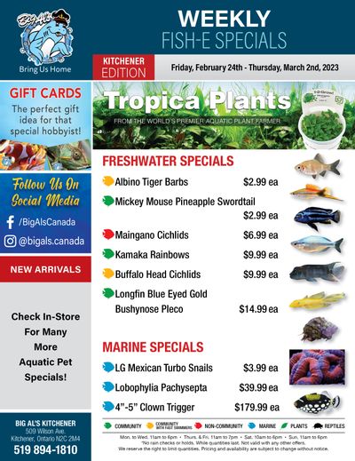 Big Al's (Kitchener) Weekly Specials February 24 to March 2