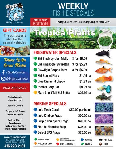 Big Al's (North York) Weekly Specials August 18 to 24