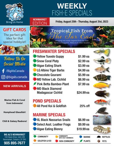 Big Al's (Newmarket) Weekly Specials August 25 to 31