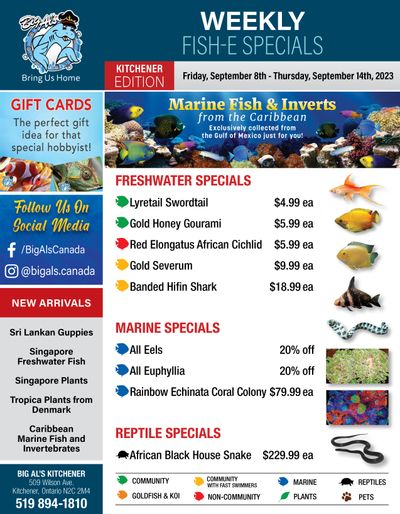 Big Al's (Kitchener) Weekly Specials September 8 to 14