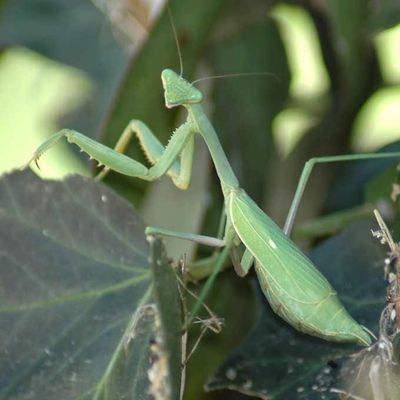 Praying Mantis Natural Insect Control Egg Case On Sale for $ 19.99 at Costco Canada
