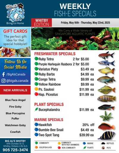 Big Al's (Whitby) Weekly Specials May 16 to 22