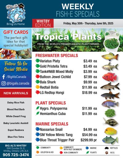 Big Al's (Whitby) Weekly Specials May 30 to June 5 Big Al's (Whitby) Weekly Specials May 30 to June 5