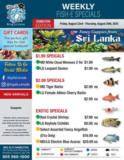 Big Al's (Hamilton) Weekly Specials August 22 to 28