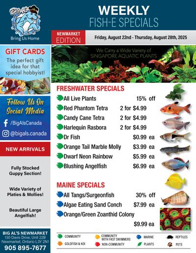 Big Al's (Newmarket) Weekly Specials August 22 to 28