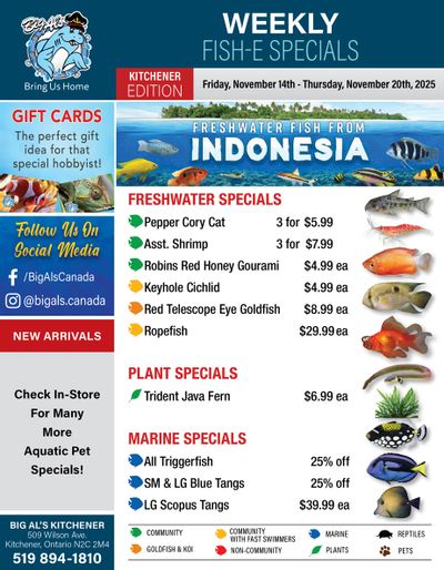Big Al's (Kitchener) Weekly Specials November 14 to 20
