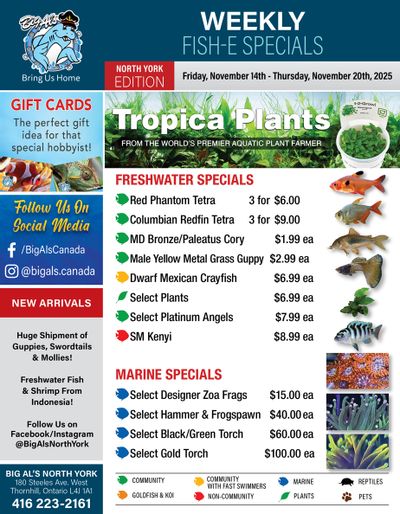 Big Al's (North York) Weekly Specials November 14 to 20