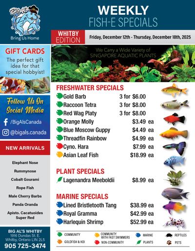 Big Al's (Whitby) Weekly Specials December 12 to 18