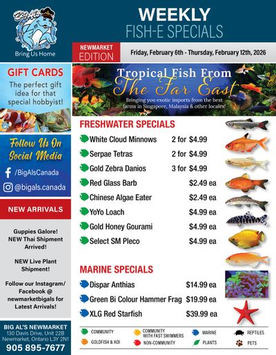 Big Al's (Newmarket) Weekly Specials February 6 to 12
