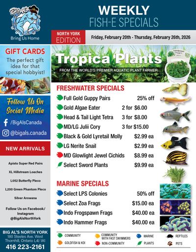 Big Al's (North York) Weekly Specials February 20 to 26