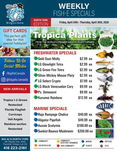 Big Al's (North York) Weekly Specials April 24 to 30