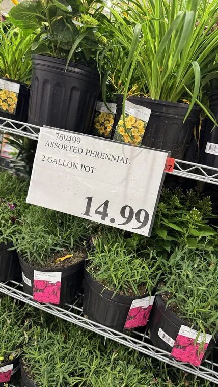 Costco Scarborough /GTA Photo Report for Jul 6th - Jul 12th 2026