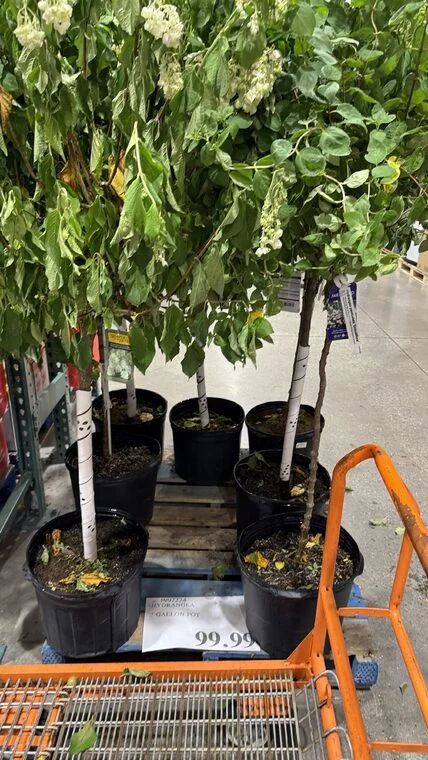 Costco Scarborough /GTA Photo Report for Jul 27th - Aug 2nd 2026