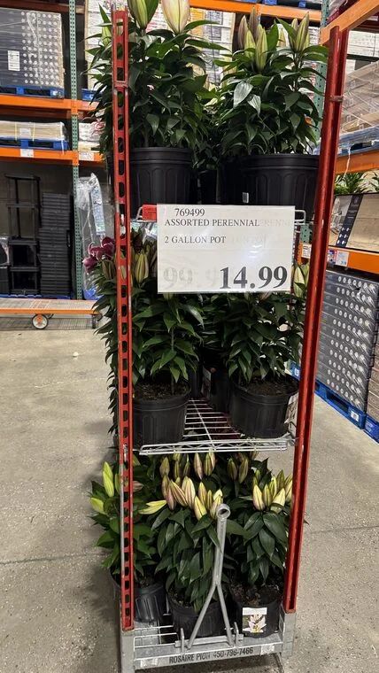 Costco Scarborough /GTA Photo Report for Jul 27th - Aug 2nd 2026