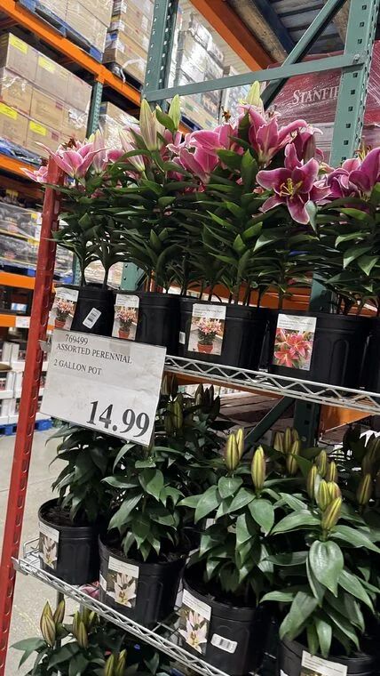 Costco Scarborough /GTA Photo Report for Jul 27th - Aug 2nd 2026