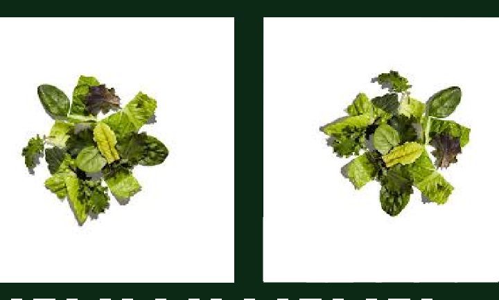 INTRODUCING SUPER-GREENS at Chipotle