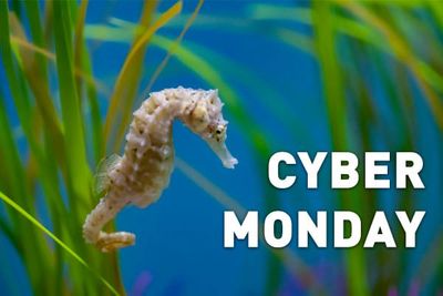 Ripley’s Aquarium of Canada Cyber Monday Deal: Save 40% Off Tickets – Buy Today & Use by End of Year